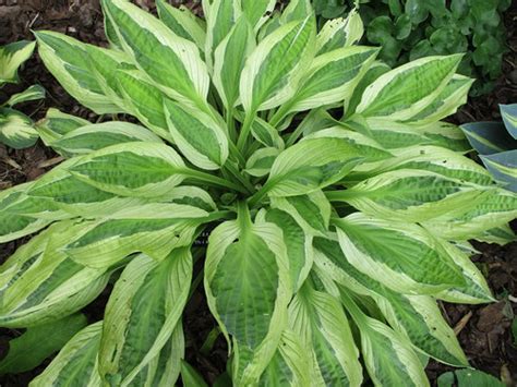 Hosta Yellow Polka Dot Bikini NorgaTalu