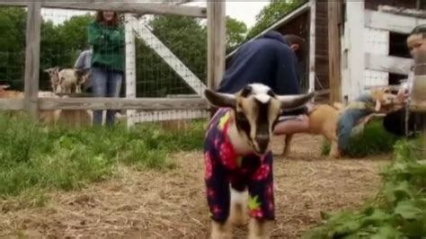 Goats In Pajamas Abc