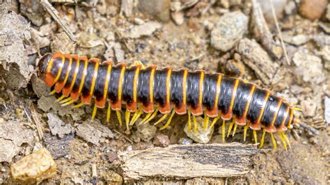 Black And Gold Flat Millipede From Rockland County Ny Usa On May