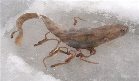 Бельдюга - описание рыбы, где обитает и чем питается, рецепты