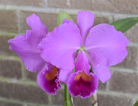 Cattleya Trianae Powhatan Houston Orchid Society Conservation