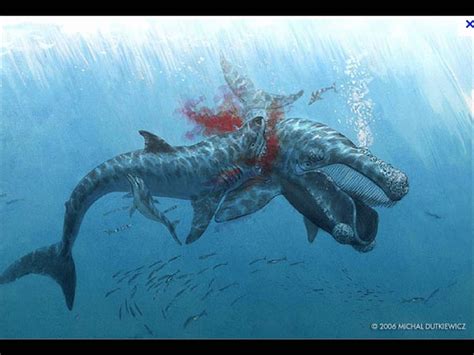 Megalodon Shark Vs T Rex