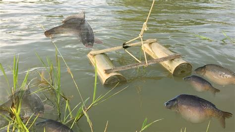 Fishing Bamboo Trap How To Make Fish Bamboo Fishing Trap To Catch A