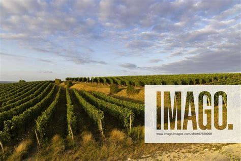 Vineyard Near Montsoreau Pays De La Loire France Vineyard Near