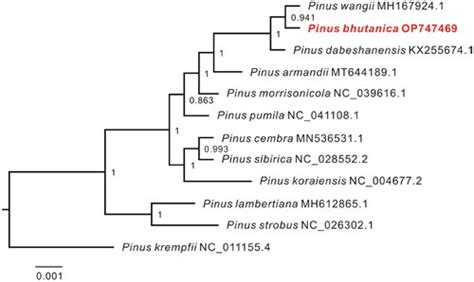 Full Article The Complete Chloroplast Genome Sequence Of Pinus