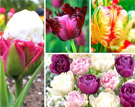 Amazon Tulip Bulbs 25 Large Mix Tulip Bulbs For Fall Planting