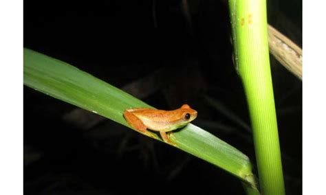 Even more amphibians are endangered than we thought