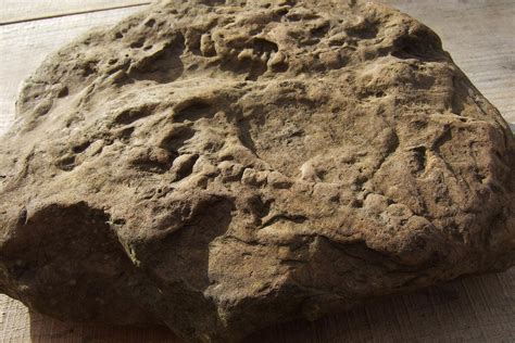 Is This A Trace Fossil? - Fossil ID - The Fossil Forum