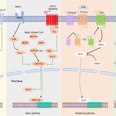 Critical Signal Transduction Pathway Networks Associated With BCSCs