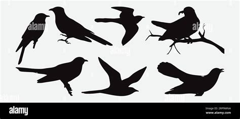 Elegance In Motion Exquisite Silhouette Cuckoo Bird Set Vector