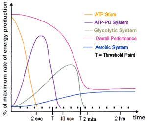 Pass the Energy Please Part 2 – The ATP-PC Energy System - Dragon Analytics