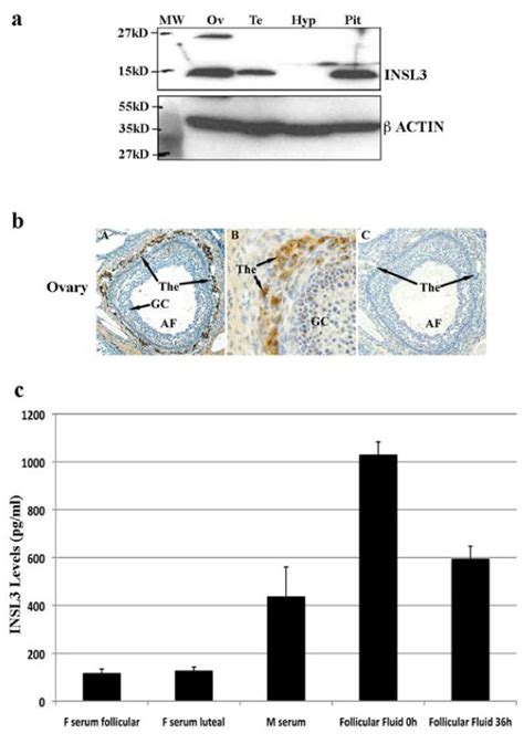 INSL3 Protein Expression In Selected Macaque Tissues A Western Blot