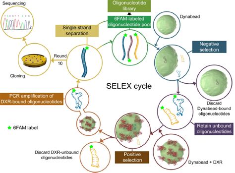 Scheme Of The SELEX Process Used In This Work To Obtain DNA Aptamers