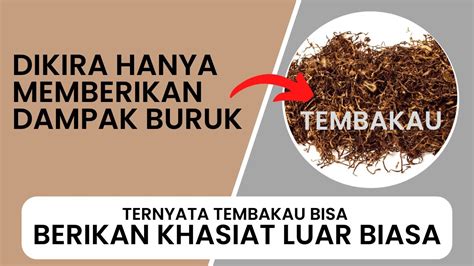 Manfaat Tembakau Luar Biasa Untuk Kesehatan And Lingkungan Youtube