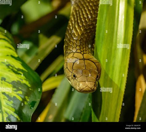 Tree Snake Hanging Hi Res Stock Photography And Images Alamy