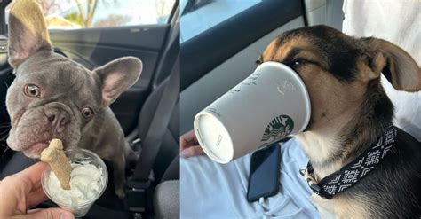 Heres Every Single Drive Thru That Will Give You A Free Pup Cup