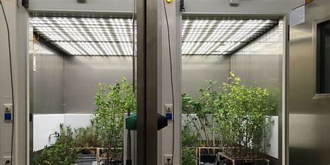 Phytotron Facility | Physiological Plant Ecology | University of Basel