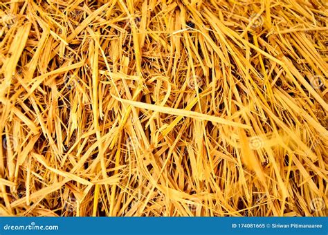 Hay Texture Hay Bales Are Stacked In Large Stacks Harvesting In