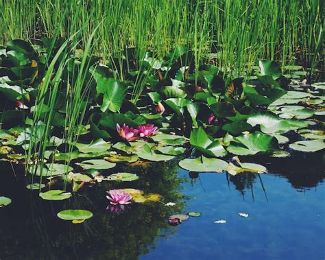 Premium Photo Pink Water Lilies And Plants In Lake