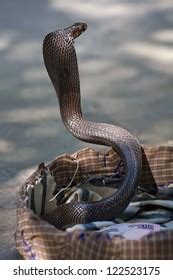 King Cobra Snake Northern India Stock Photo (Edit Now) 122523175