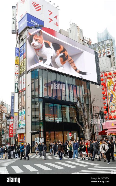 Digital Billboard Of Realistic Giant 3d Cat Amazes Onlookers In Tokyo