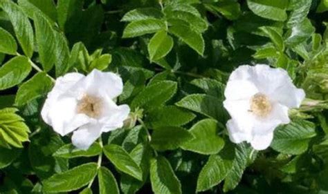 Rosa rugosa 'Alba' – Planting Justice