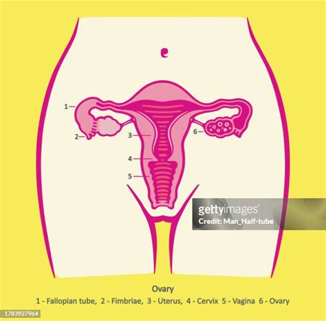 Cervix Diagram Photos And Premium High Res Pictures Getty Images