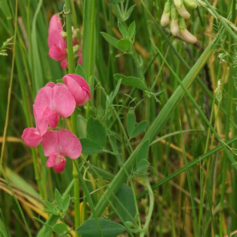 Tuberous Pea (Lathyrus tuberosus)