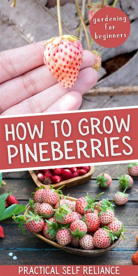 How To Grow Pineberries Gardening For Beginners Artofit