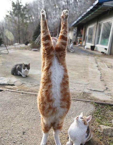 Psbattle Cat Praising The Sun Rcatsstandingup Rphotoshopbattles