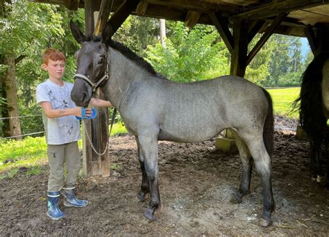 Emmy Noriker Stute Mohrenkopf Pferd Austria