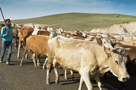 Cattle Herding Photograph by Bob Gibbons - Pixels