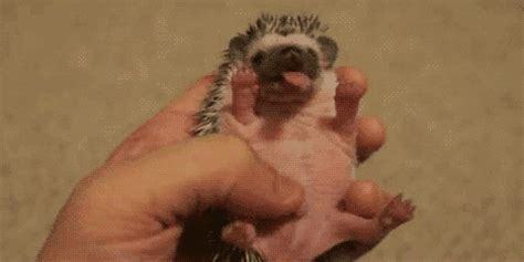 Baby Hedgehog GIFs - Find & Share on GIPHY