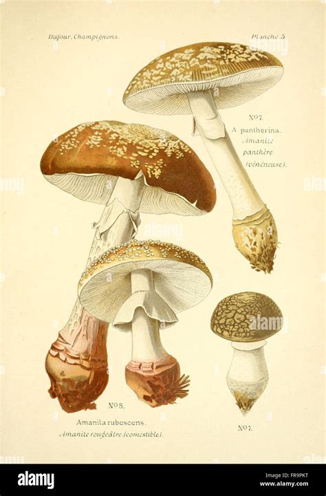 Atlas Des Champignons Comestibles Et Vc A Nc A Neux Planche Stock