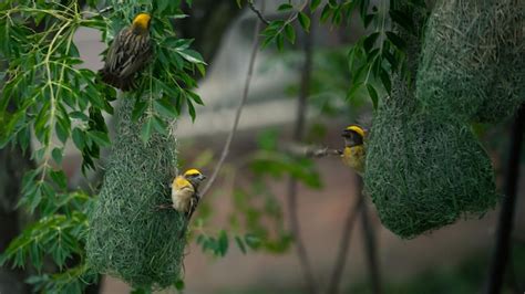 Premium Photo | A bird nest with a yellow bird on it