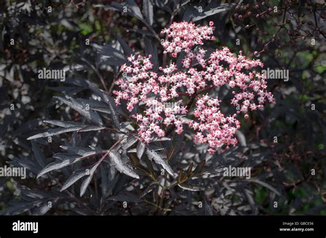 Flowers on sambucus nigra Black Lace in early summer Stock Photo - Alamy