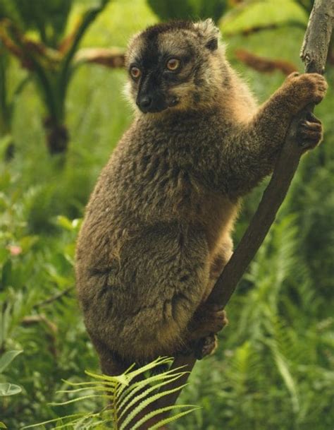 250+ Lemur Names: The Cutest and Cuddliest Primates on Earth