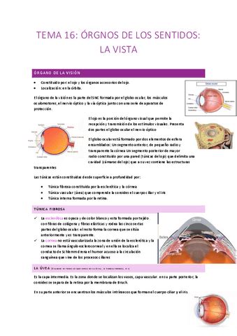 Tema 16 La Vista Y El Oido Pdf