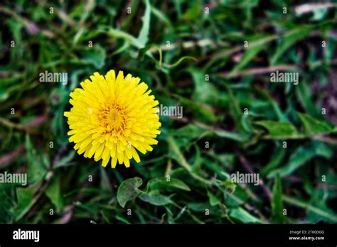 Lush Green Grass Hi Res Stock Photography And Images Alamy