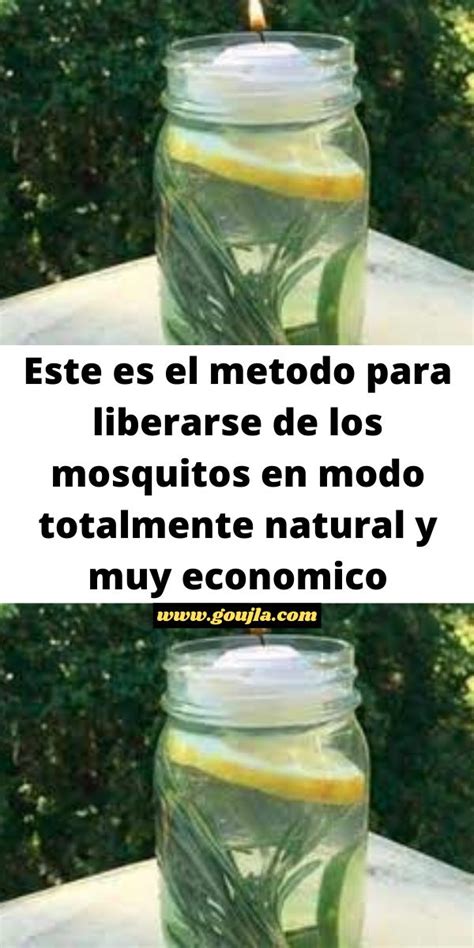 Este Es El Metodo Para Liberarse De Los Mosquitos En Modo Totalmente