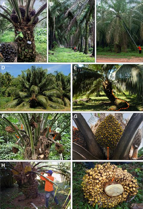 Frontiers Oil Palm Natural Diversity And The Potential For Yield