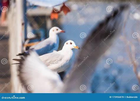 Seagull Seagull Birds Flying Close Up View Of White Birds In Sunset