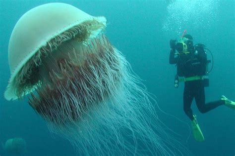 22 tipos de medusas Nombres características y ejemplos con FOTOS