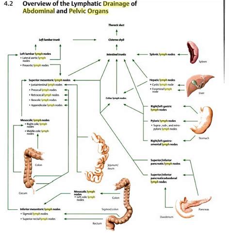 Doctors Gates Diagram Showing Lymphatic Drainage Of Abdominal And