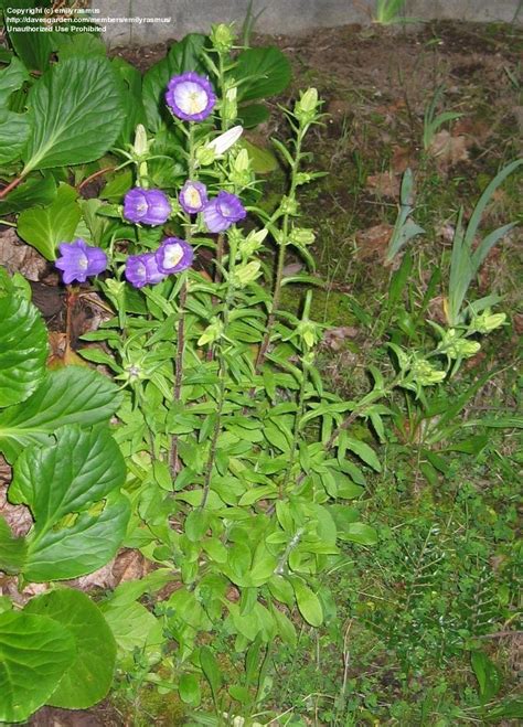 Plantfiles Pictures Campanula Species Bellflower Canterbury Bells