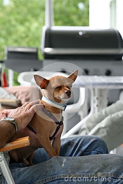 Peque O Perro Que Se Sienta En El Revestimiento Del Hombre Imagen De