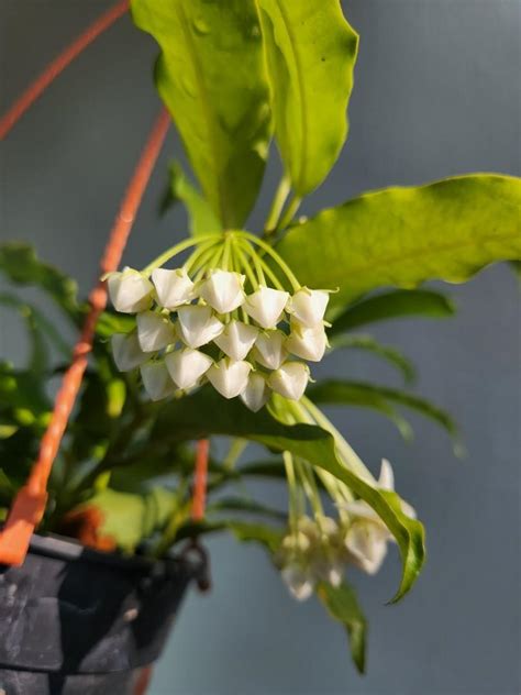 Hoya Lockii Furniture Home Living Gardening Plants Seeds On