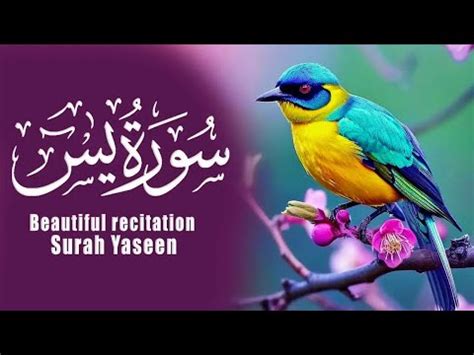 Surah Yaseen Ep By Qari Taha Anees Beautiful