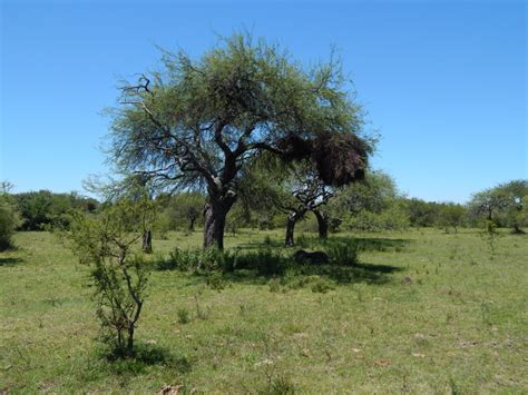 La columna de Coendú conociendo el Monte parque