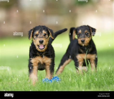 Airedale Terrier Two Puppies Standing Next To Blue Toy Bone In Grass